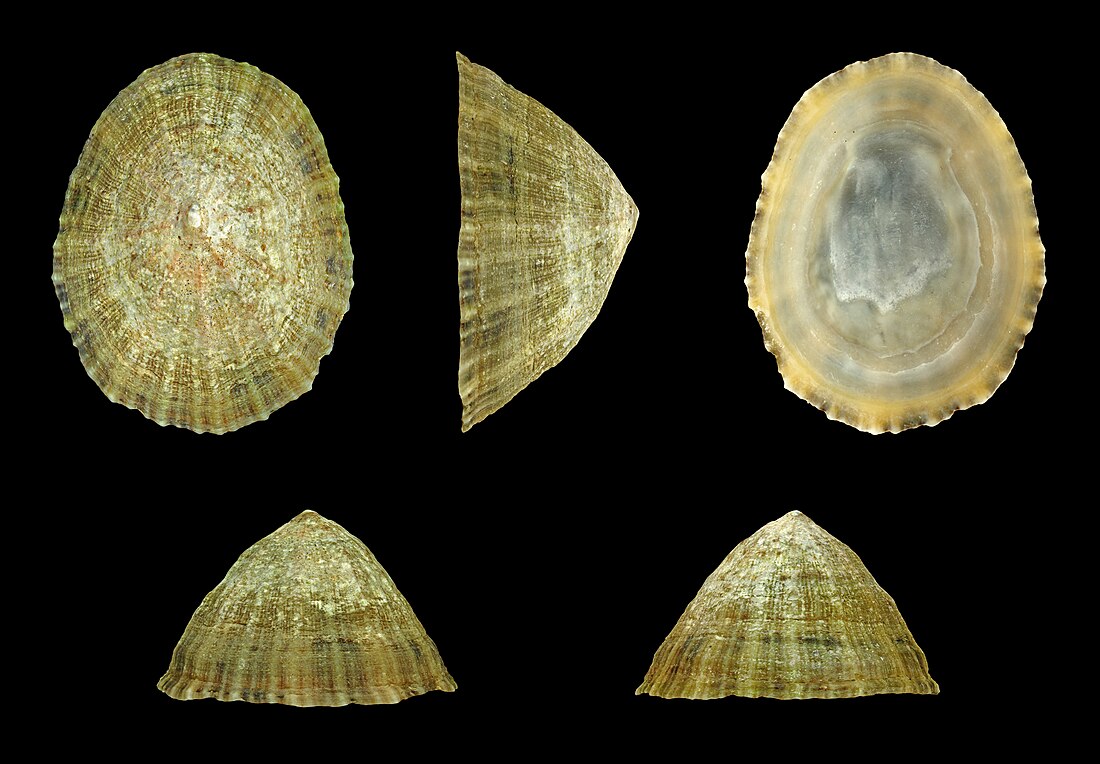 File:Patella vulgata 01.JPG