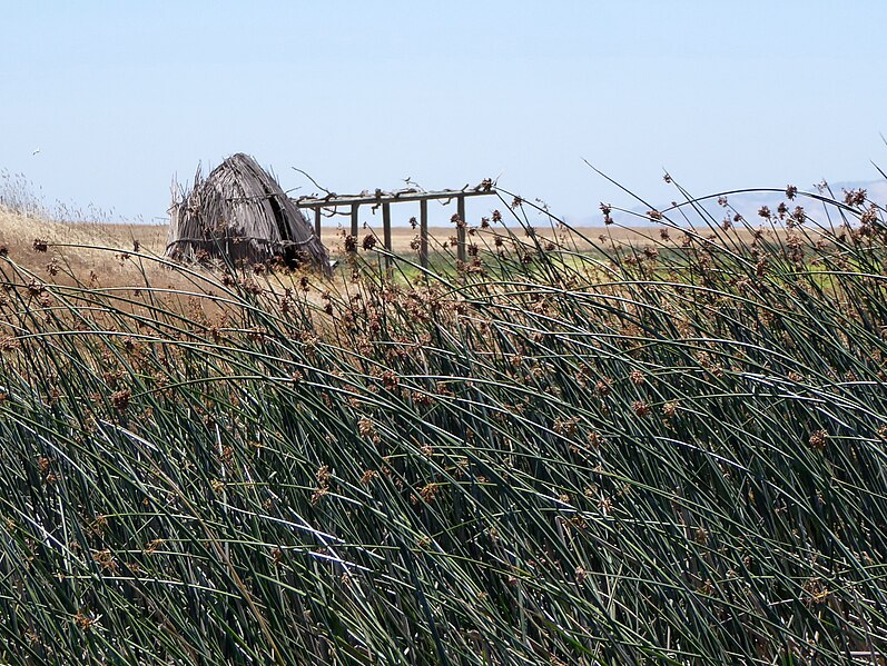 File:Patwin reed hut.jpg