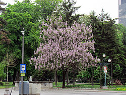 Paulownia u Pionirskom parku.jpg