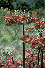 Miniatura para Euphorbia bracteata