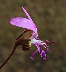 Pelargonium coronopifolium Rebelo 2.jpg