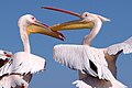 Pelikane (Namibia 2018)