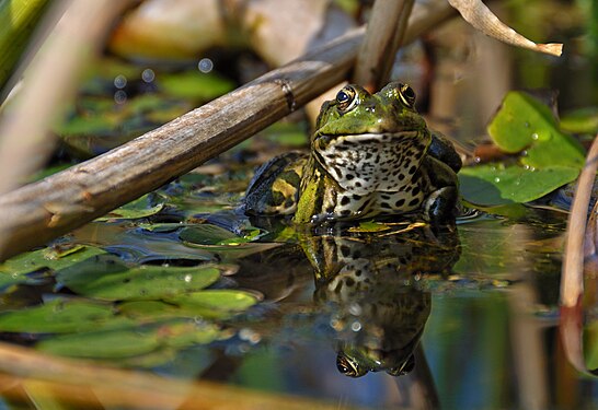 Pelophylax esculentus