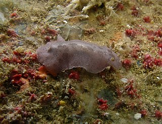 <i>Peltodoris murrea</i> Species of gastropod