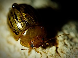 Peltoschema nigroconspersum resting at the base of a Banksia tree.jpg