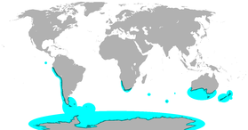 Pinguin: Etimologie, Evoluție, Distribuție și habitat