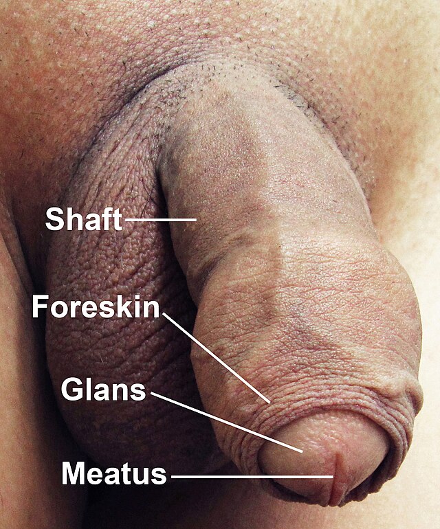 Human penis pic image