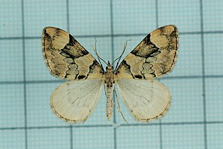 <i>Pennithera</i> Genus of moths