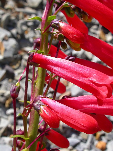 File:Penstemon eatonii (4412142291).jpg