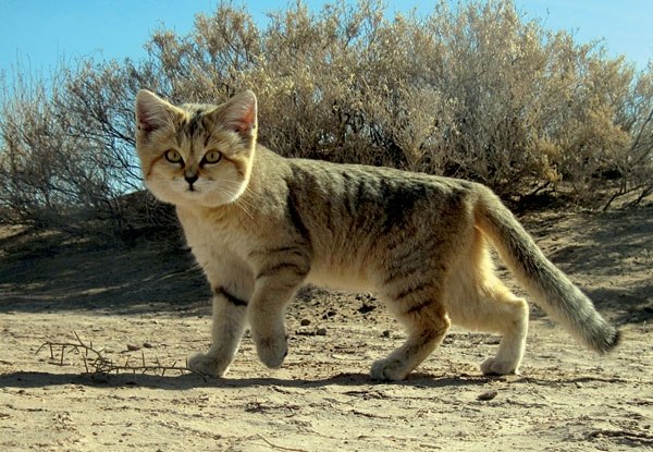 Image: Persian sand CAT