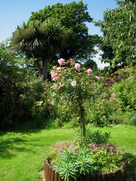 File:Peter Beales Classic Roses - geograph.org.uk - 515311.jpg