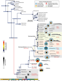 Phylogeny including extinct taxa, with a younger divergence date estimate Petromyzontiformes phylogeny.png