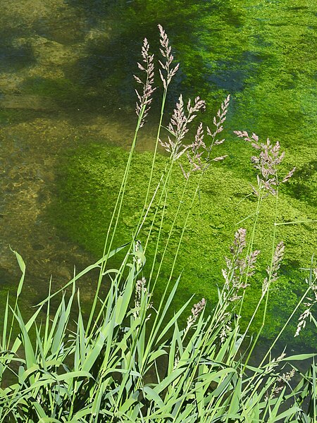 File:Phalaris arundinacea RF.jpg