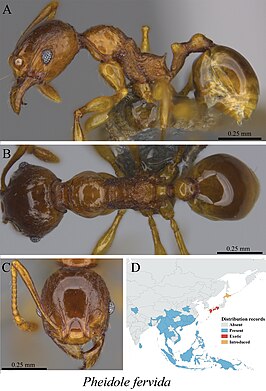 Pheidole fervida