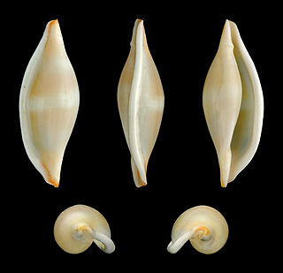 <i>Phenacovolva brevirostris</i> Species of gastropod