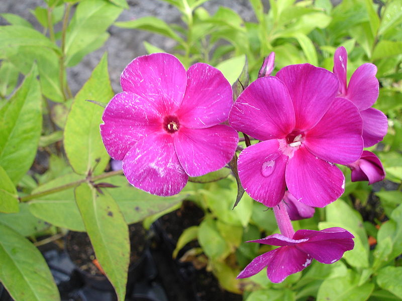 File:Phlox paniculata Vintage Vine1UME.jpg