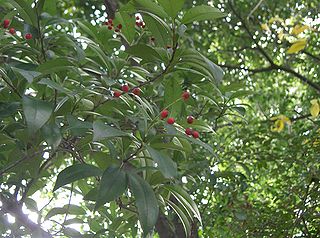 <i>Photinia glabra</i> Species of flowering plant