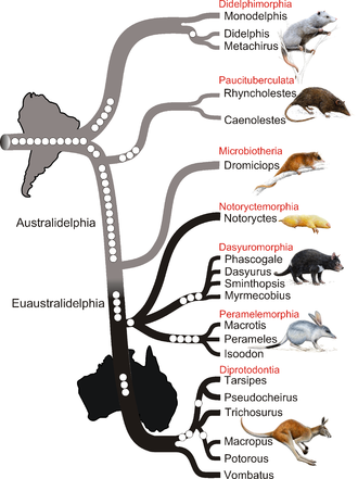 Marsupial - Wikipedia