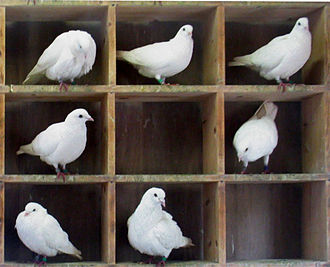 The inspiration for the name: racing pigeons being held in compartments Pigeons-in-holes.jpg