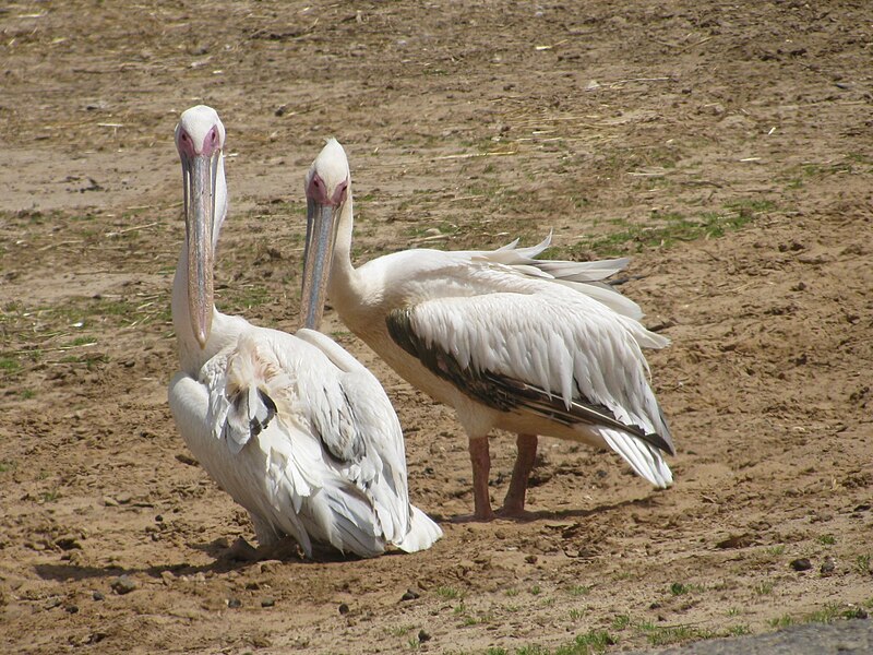 File:PikiWiki Israel 35444 Nature and Colors.JPG