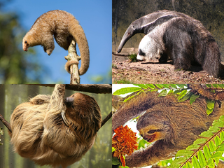 <span class="mw-page-title-main">Pilosa</span> Order of mammals