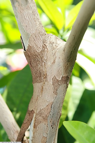 File:Pimenta dioica 16zz.jpg