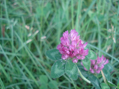 Pink Flower in Green