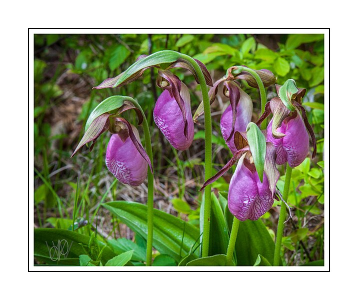 File:Pink Lady Slippers (34113083954).jpg