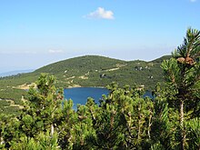 Pinus mugo subsp. mugo in Bulgarien