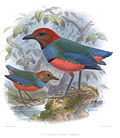 Miniatura para Erythropitta caeruleitorques