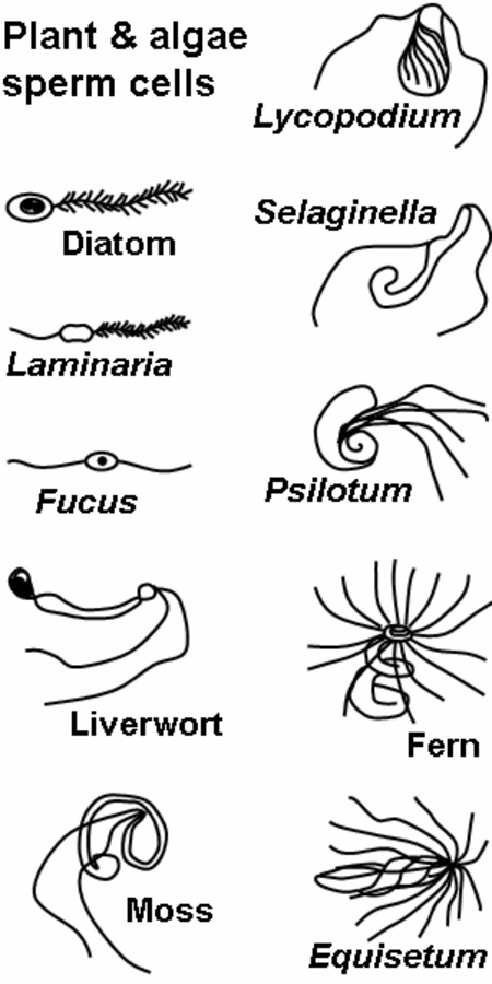 Tập tin:Plant sperm.png