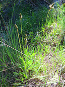 Plantago lagopus Habitus 2011-4-10 SierraMadrona.jpg