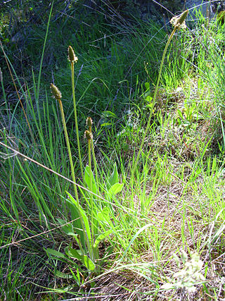 <i>Plantago lagopus</i> Species of plant