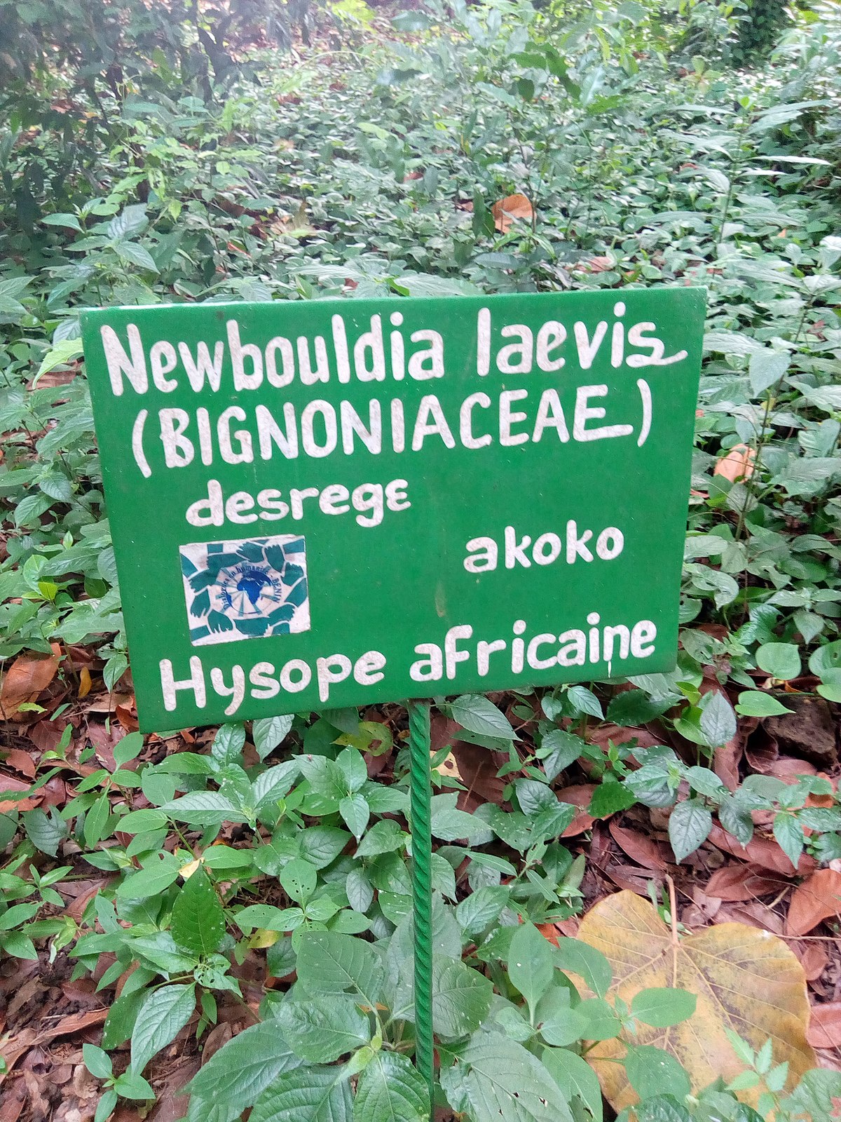 Fichier Plaque Indiquant L Hysope Africaine Au Jardin Des Plantes Et De La Nature Jpg Wikipedia