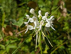 Platanthera integrilabia