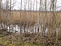 Podlaskie - Choroszcz - Rzędziany-Pańki Narew floodplains - 1,0km - SSW.JPG
