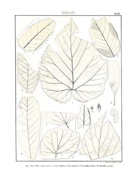 File:Polarflora-1 297.jpg