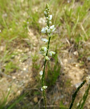 Polygala alba.jpg