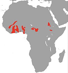 Polypterus endlicheri Map.jpg