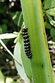 * Nomination Polytela gloriosae (caterpillar) --Vengolis 04:14, 27 September 2016 (UTC) * Promotion Good quality. --Johann Jaritz 05:38, 27 September 2016 (UTC)