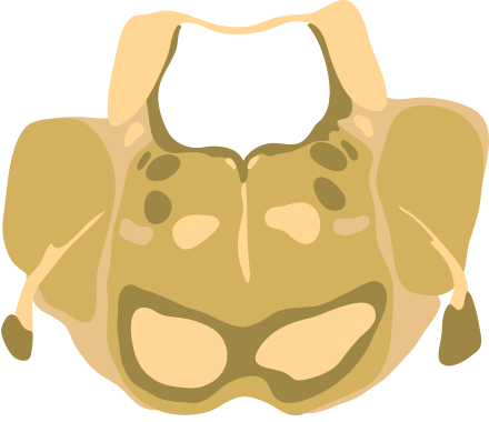 Cross-section of the middle pons (at the level of cranial nerve V). Pons - Middle.svg