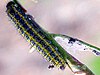 Pontia daplidice larva.jpg
