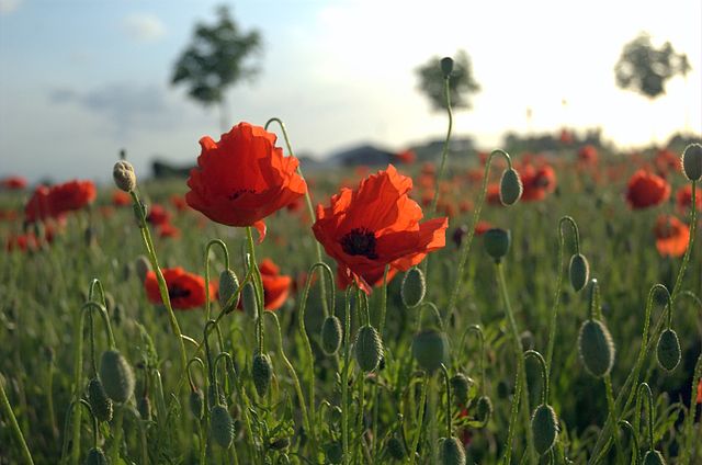 In Flanders Fields - Wikipedia