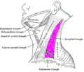 Triángulo posterior del cuello