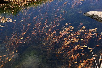 Bog pondweed, Potamogeton polygonifolius, in a lake outflow in North Wales. Potamogeton polygonifolius river.jpg