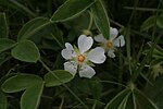 Potentilla montana01. jpg