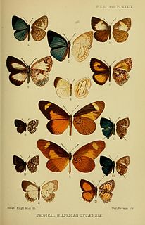 <i>Mimacraea</i> Butterfly genus in family Lycaenidae