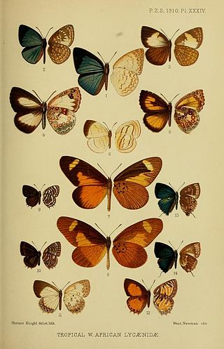 <i>Mimacraea</i> Butterfly genus in family Lycaenidae