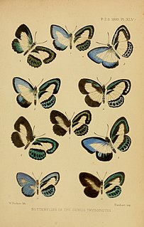 <i>Perpheres</i> Butterfly genus in family Lycaenidae