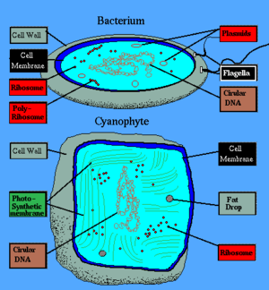 Example of prokaryotic cell